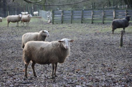 农场里的绵羊