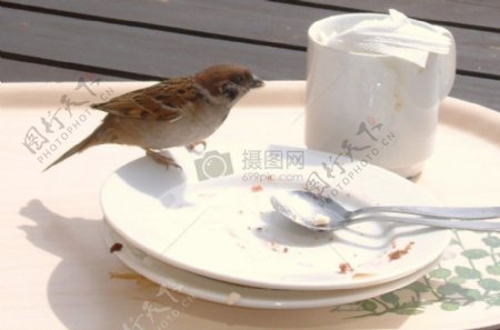 小鸟落在盘子上