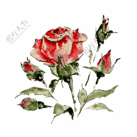 水彩绘玫瑰花