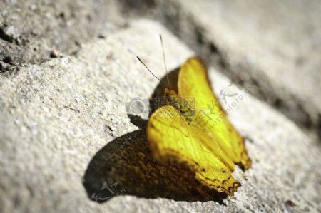 岩石上的蝴蝶