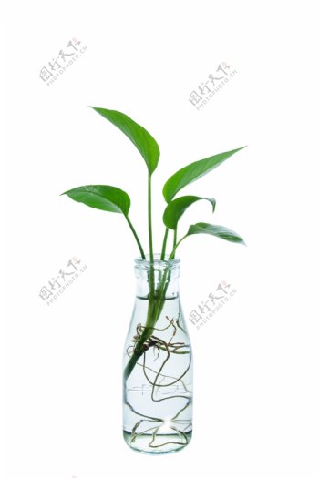 绿萝植物玻璃