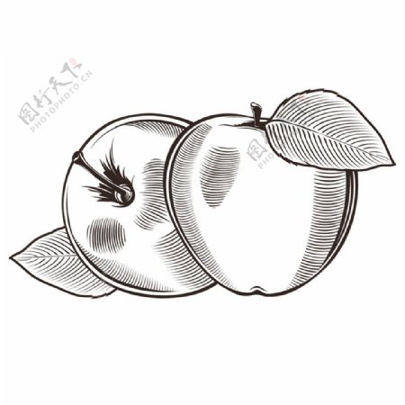 苹果素描插画图片