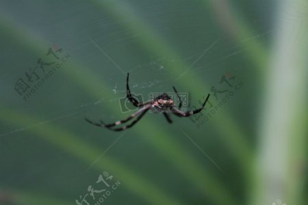蜘蛛网上的大蜘蛛