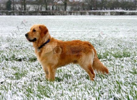 金毛猎犬在雪中