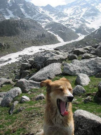 狗在冰川在喜马拉雅山脉印度2