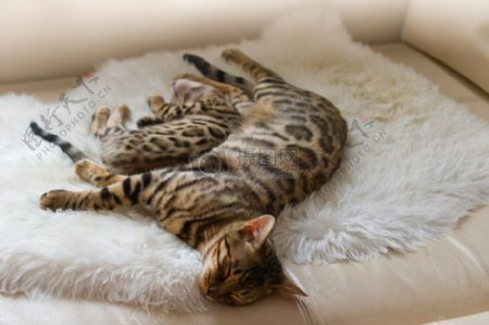 孟加拉猫和小猫在沙发上睡觉