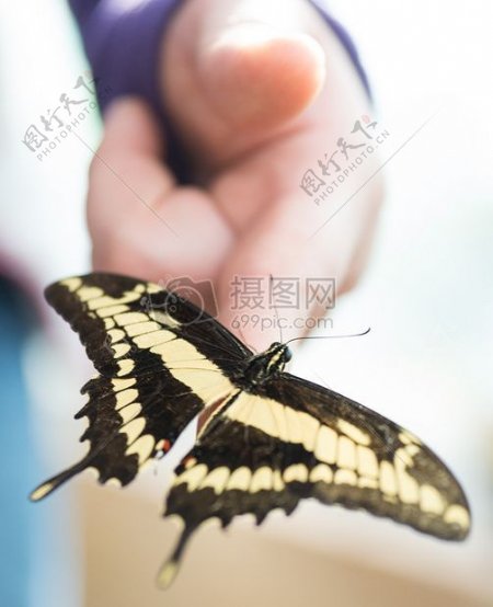 坐在手指上的蝴蝶