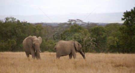 大象的家族1