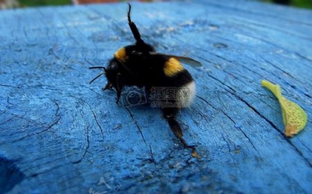 一只大黄蜂
