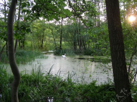 在绿色的池塘天鹅