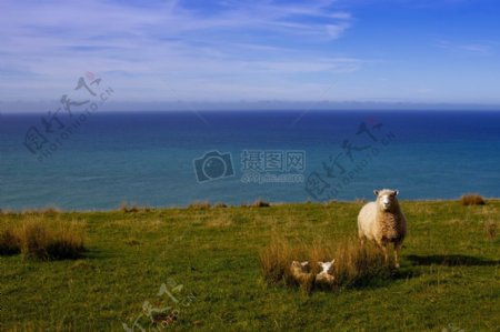 新西兰羊的羔羊
