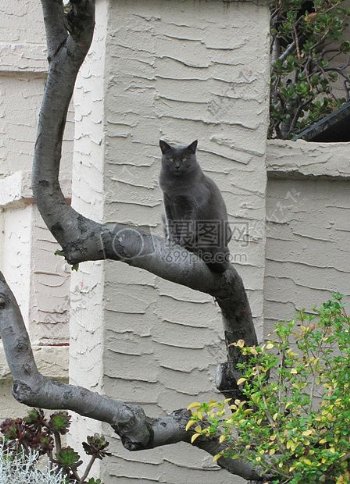 一棵树上只灰色的猫