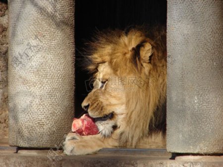 狮子的喂养时间