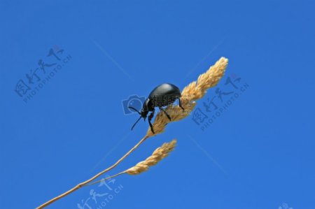 黑色甲虫