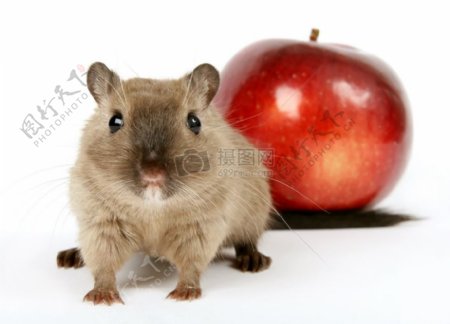 概念的一种啮齿动物的健康红苹果的照片