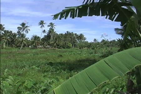 拉罗汤加岛的香蕉叶和视频领域的股票视频免费下载