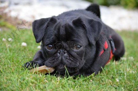 草地上的黑色小狗