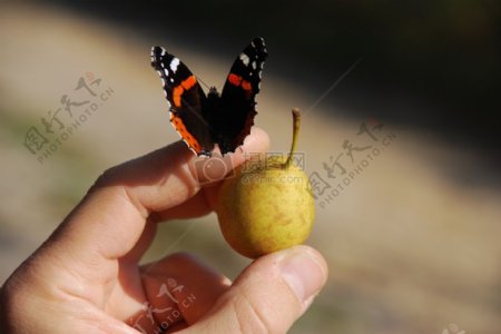 落在手指上的蝴蝶