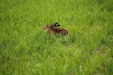 在草地里的野兔