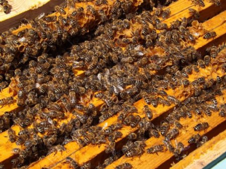 蜂巢里的蜜蜂