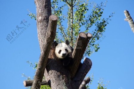 树干上的熊猫