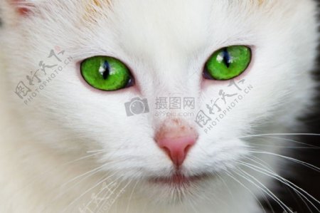 白色猫咪的脸部特写
