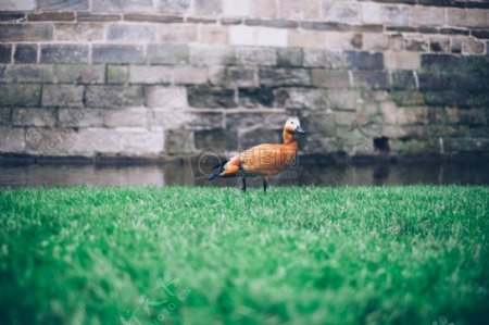 草地上的鸭子
