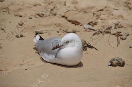 沙滩上的白鸟