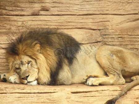 趴在木板上的狮子