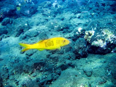 水下的黄色鱼