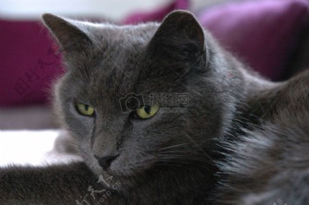 黑色猫咪专注眼神