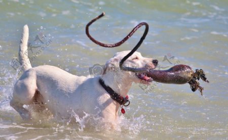 在水里训练的小狗