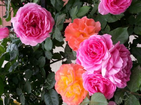 五颜六色的野玫瑰花