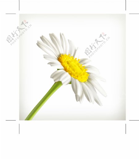 3D立体白色鲜花