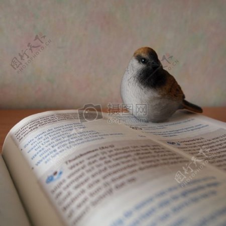 坐在英语书上的鸟