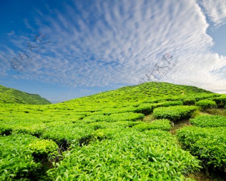 绿茶茶田风景图片