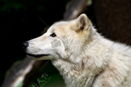 看着远处的白狼