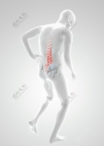 人体腰椎X光图片