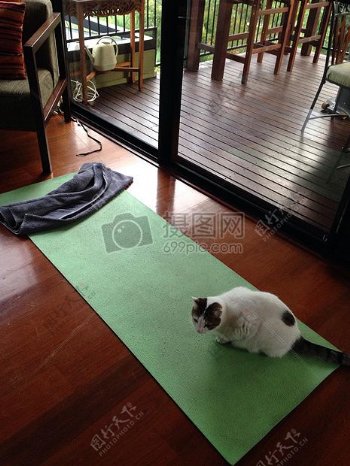 卧在瑜伽毯上的小猫