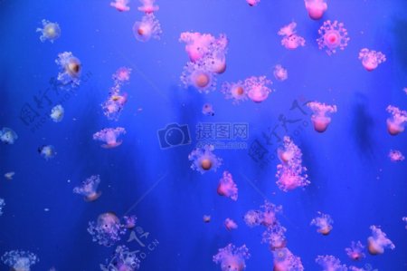 深海里的粉色水母