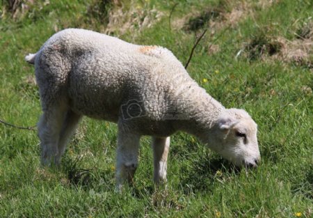 低头吃草的绵羊