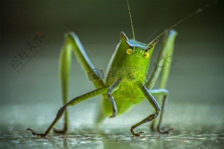 绿色昆虫的特写