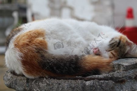 石头上睡觉的可爱猫咪