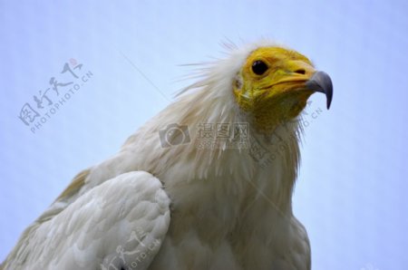 白毛尖嘴的秃鹰