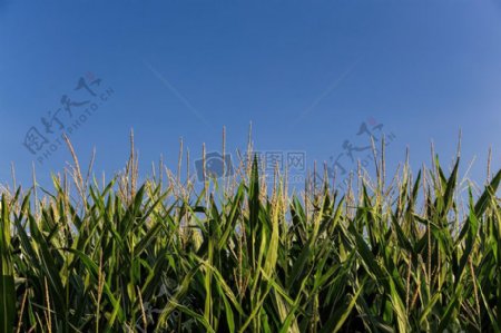 玉米field.jpg