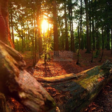 夕阳透过树林照在地上