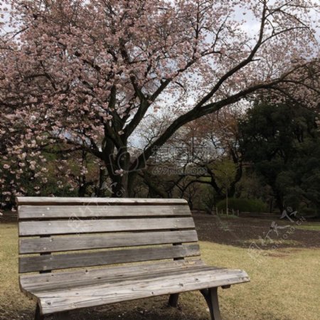 花园里的樱花树