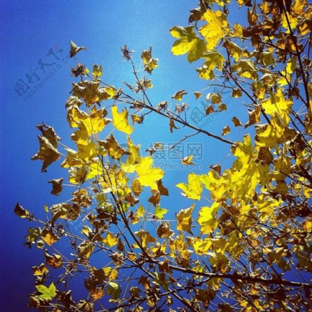 蓝天下的树叶