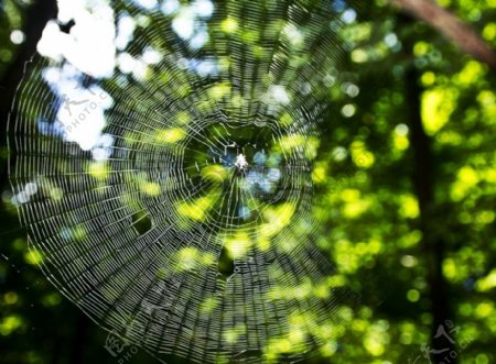 户外森林的蜘蛛网