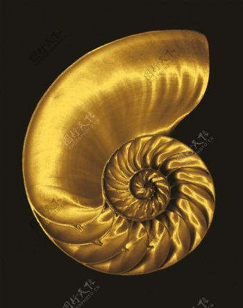 金色海螺图片